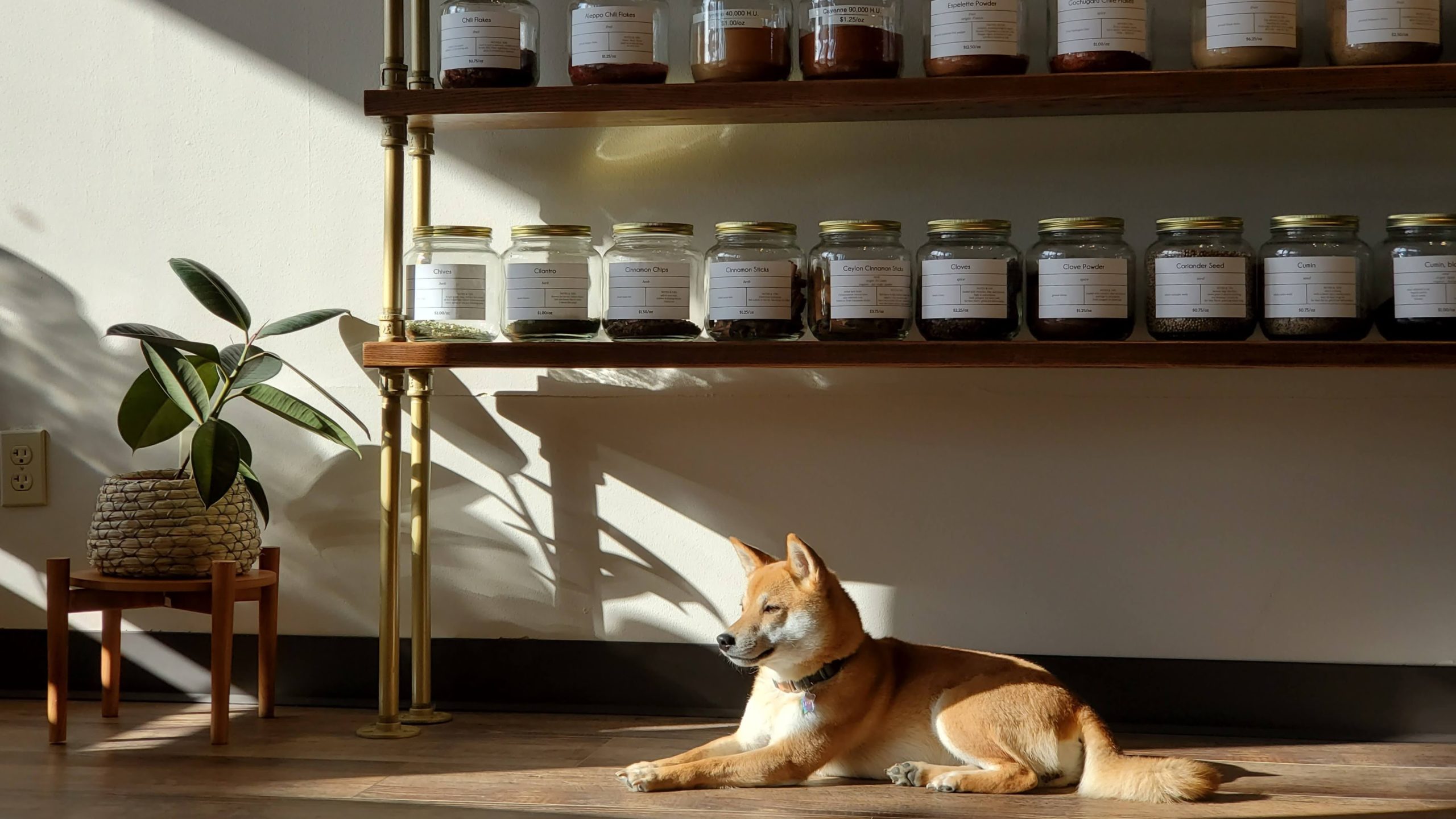 a Shiba Inu named Maya lays contentedly in a ray of sunlight in front of a shelf full of glass jars that contain tea
